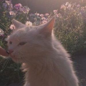 Meet your Posher, Sofia